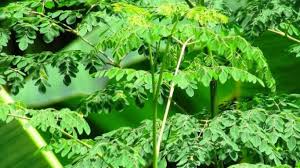 The Miracle Tree